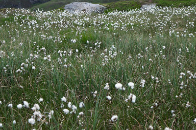 Linaigrette