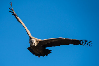 Vautour fauve