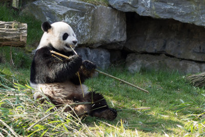 Panda gant (Xing-Hui)