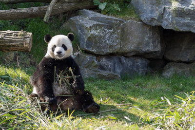 Panda gant (Xing-Hui)