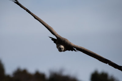 Vautour fauve