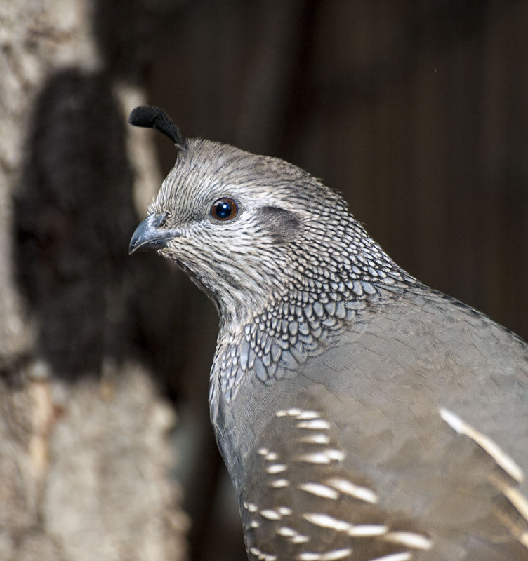 Q is for quail