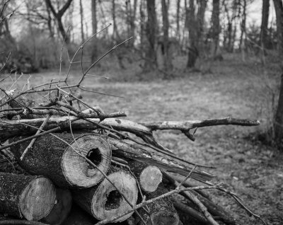 Cut wood (3/12/2014)