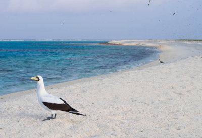 Masked booby, looking south, eastern side of Herald's Beacon, Mellish Reef (4/3/2014)