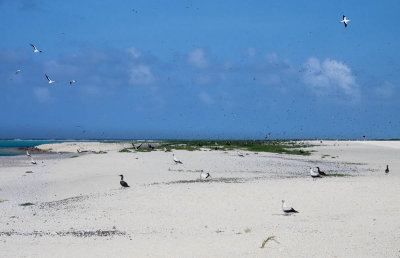 First on-island view of Herald's Beacon, looking south (3/28/2014)