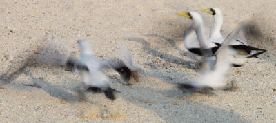 Boobies in motion (4/3/2014)