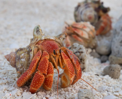 Lotsa crabs (4/3/2014)