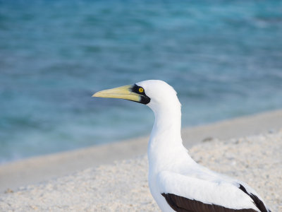 Masked booby (4/3/2014)