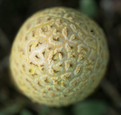 Amanita muscaria (5/26/2014)