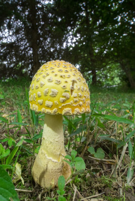 Amanita muscaria (5/27/2014)