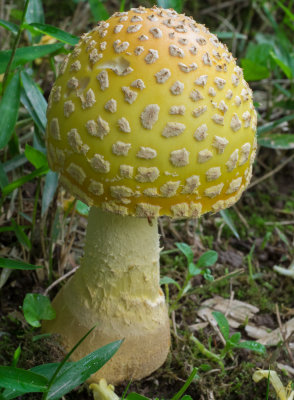 Amanita muscaria (5/27/2014)