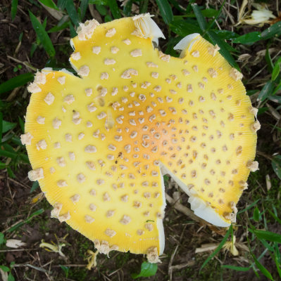 Amanita muscaria (5/28/2014)