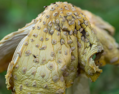 Amanita muscaria (5/31/2014)