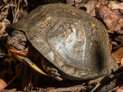 Eastern box turtle near the summit of Windbeam Mt. (10/5/2014)