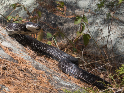 Black rat snake, Little Windbeam (9/28/2014)