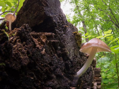 Two 'shrooms hard at work (6/5/2016)