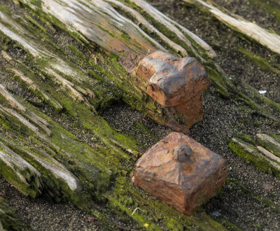 Nails, remains of a wooden structure, Wharf Point (4/11/2016)