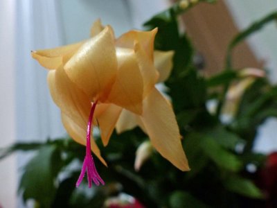 12-03 Yellow Christmas Cactus