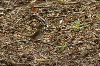 wood thrush-4371.jpg