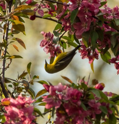 blue-winged warbler-5010015.jpg