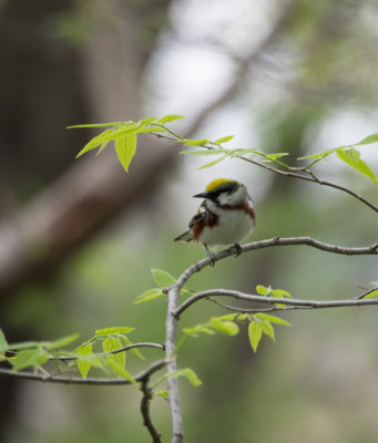 chestnut-sided warbler-5040117-1.jpg