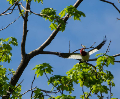 red-headed woodpecker-5030514-2.jpg