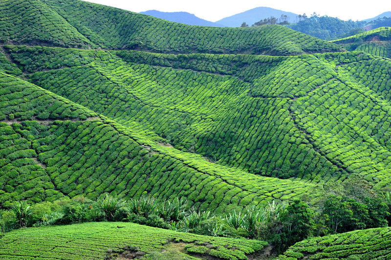 Tea Plantation