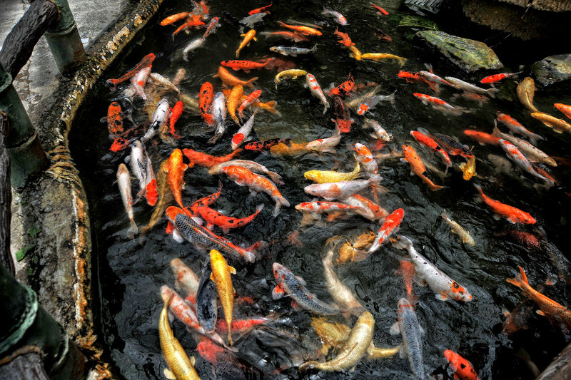 Japanese Carps