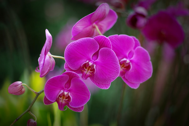 Phalaenopsis orchid