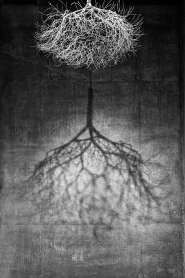 Roots