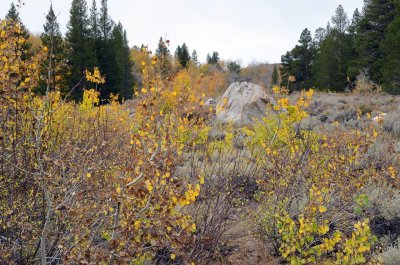 Sierra Nevada Quaking Aspens