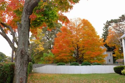 New England Fall Colors II