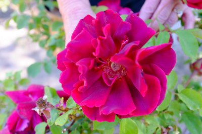 Memorial Rose Garden II