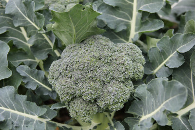 First brocolli.jpg