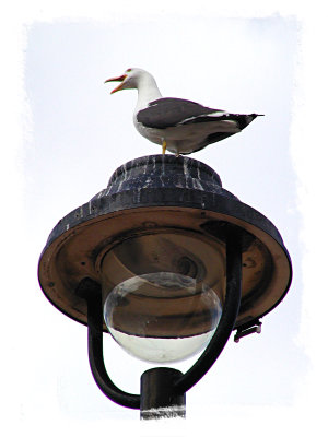 Gull On Lamp I