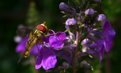 Hoverfly