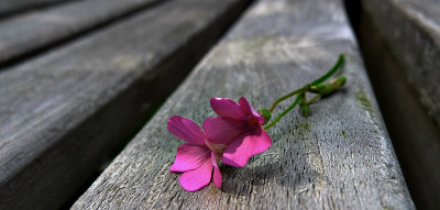 Flower on Bench