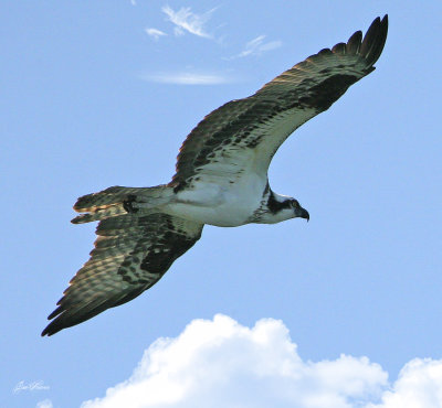 Osprey