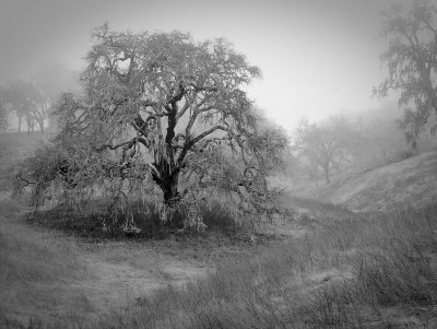 In The  Fog