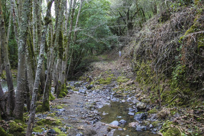 Hiking trail along stream
