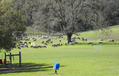 Sonoma Wine Country Sheepdog Trial