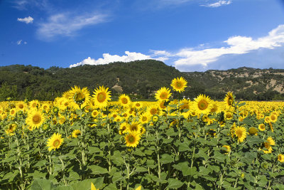 Sunflowers