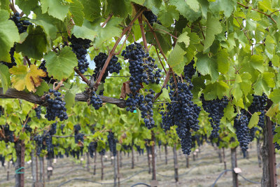 Ready for harvest