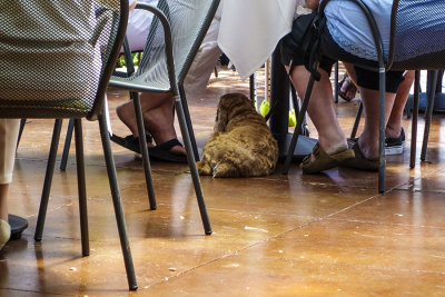 Dog Friendly Restaurant
