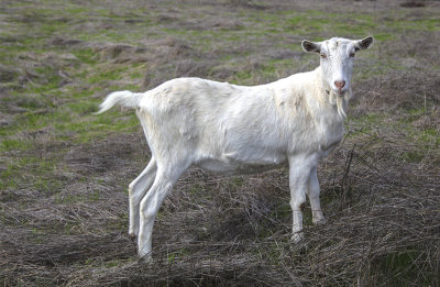 Hogan's Goat