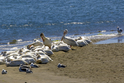 Siesta Time