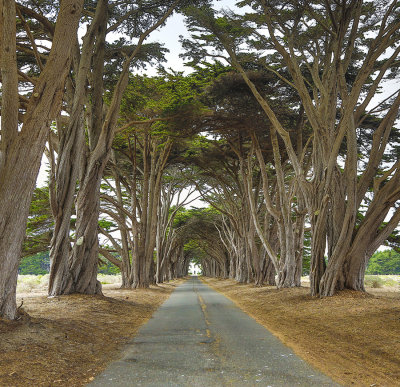 Cypress tree tunnel