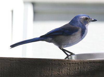 Bluejay