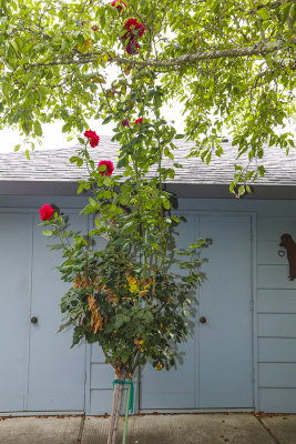 Long Stem Roses