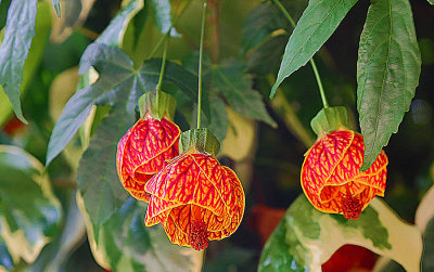 Japanese Lantern Tree - Abutilon